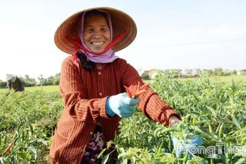 Nguồn cung khan hiếm, giá ớt tiếp tục neo cao