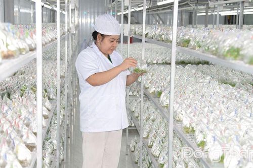 Hiệu quả từ việc ứng dụng khoa học - công nghệ vào sản xuất nông nghiệp