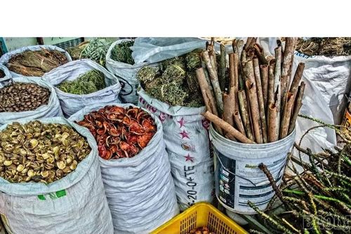 Ra mắt thư viện số toàn cầu về y học cổ truyền