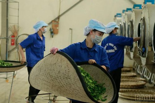 Xã Bảo Yên đẩy mạnh thu hút đầu tư vào các lĩnh vực mũi nhọn