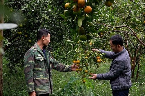 Những đảng viên trẻ tiên phong mở lối thoát nghèo