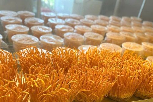 Nuôi cấy đông trùng hạ thảo không phòng lạnh
