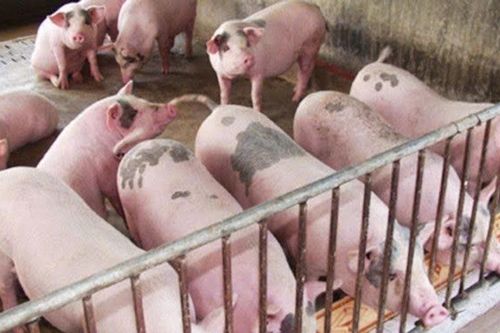 Giá heo hơi hôm nay 14/12: Miền Bắc cao nhất 62.000 đồng/kg