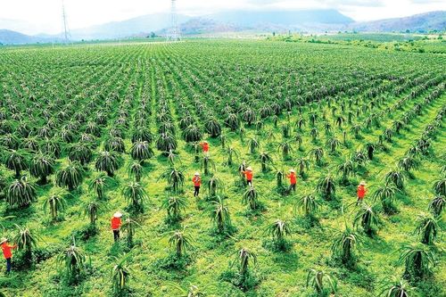 HTX nông nghiệp điển hình tạo đà cho kinh tế nông thôn Lâm Đồng
