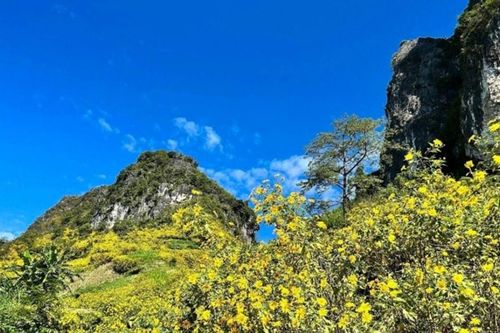 Cao Bằng: Săn mùa dã quỳ vàng rực nơi địa đầu Tổ quốc