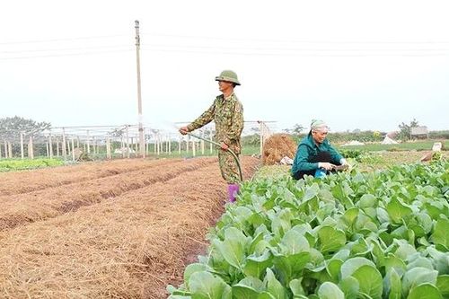 Rau vụ Đông 'sưởi ấm' đồng Phùng Nguyên