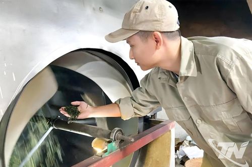 Chọn đường khó để 'sống bền' với cây chè