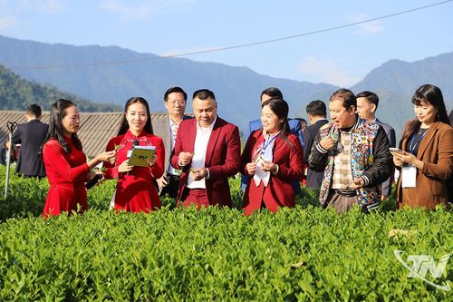 Sôi nổi Hội thi 'Bàn tay vàng chế biến chè' và 'Thưởng trà cùng người nổi tiếng' tại La Bằng
