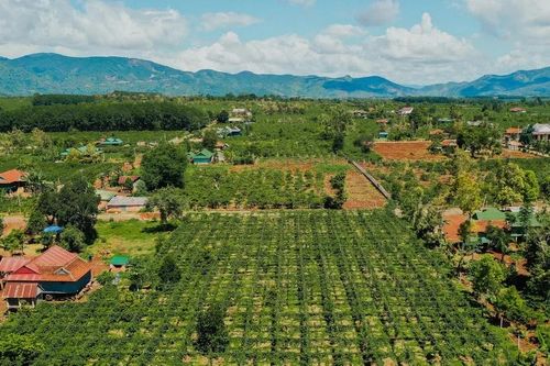 Liên kết chuỗi giá trị để nâng tầm ngành chanh leo