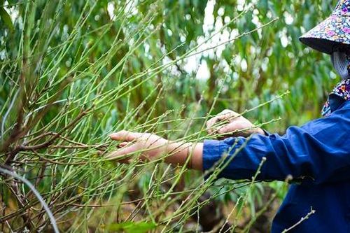 Người Nhật Tân tất bật tuốt lá đào, vào chậu đón Tết