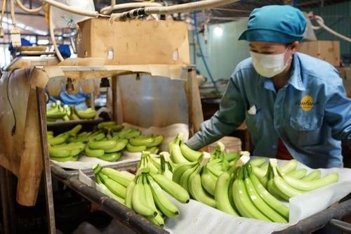 Xuất khẩu chuối hướng tới mốc tỷ USD: Cơ hội và thách thức