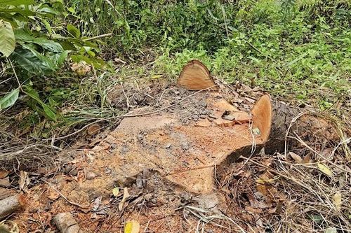 Công an Cần Thơ điều tra vụ 42 cây xanh bị chặt ở Khu văn hóa Hồ Nước Ngọt