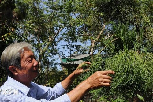 Cần Thơ: Giám định loài và nguồn gốc cây thủy tùng được ghép