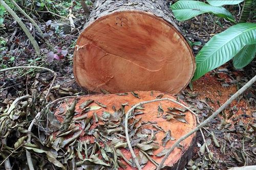Điều tra vụ việc nhiều cây xanh bị đốn hạ trái phép tại khu văn hóa Hồ Nước Ngọt