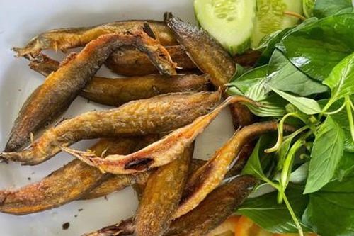 Loại cá được ví như 'nhân sâm dưới nước', xuất hiện trong nhiều bài thuốc Đông y