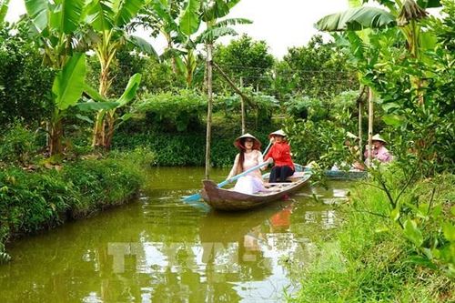 Mùa Tết gõ cửa vườn quýt hồng Đồng Tháp