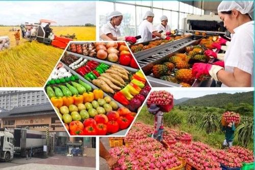 EU tăng cường kiểm tra SPS, doanh nghiệp xuất khẩu nông sản cần làm gì?