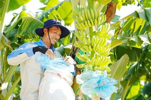 Chống héo vàng, chuối Việt nhắm mốc xuất khẩu tỷ USD
