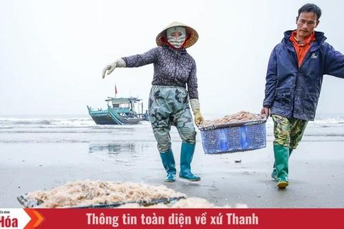 Mùa ruốc biển rộn ràng ở xứ Thanh