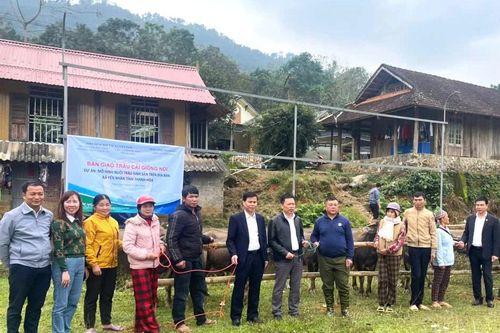 Bàn giao trâu giống sinh sản cho hộ nghèo, cận nghèo xã Yên Nhân