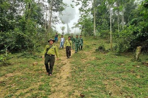 Phát triển rừng gắn phủ xanh đất trống, đồi núi trọc ở Trung Lý