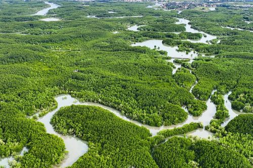 Sẽ có tiêu chuẩn quốc gia về phương pháp điều tra trữ lượng rừng ngập mặn