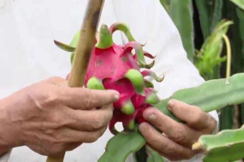 Giá thanh long nghịch mùa tăng cao