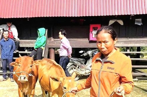 Thiết thực hỗ trợ sinh kế đồng bào miền núi