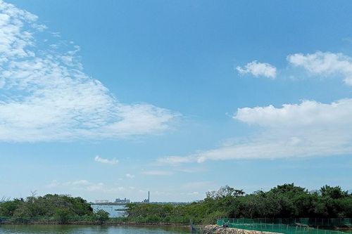 Bảo vệ đê điều và rừng ngập mặn