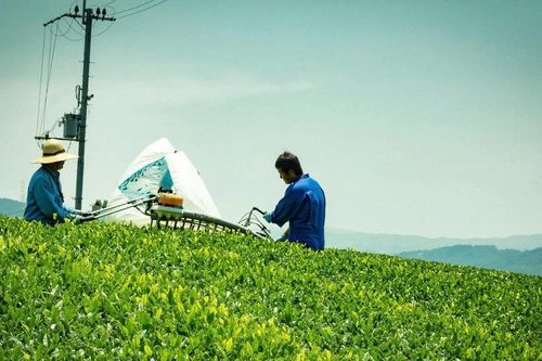 Sức sống của ngành trà xanh Nhật Bản