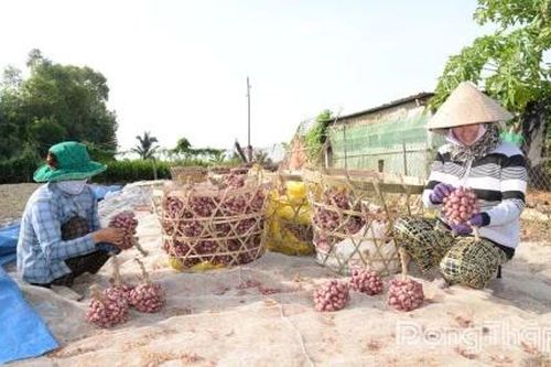 Nông dân vào vụ thu hoạch hành tím