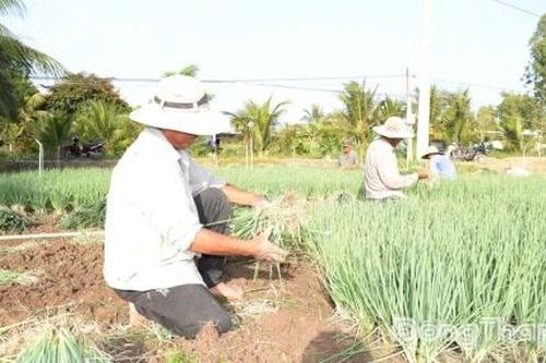 Nhiều loại nông sản đang tăng giá