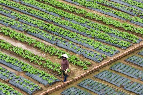 Đơn Dương lựa chọn cây trồng phục vụ thị trường tết