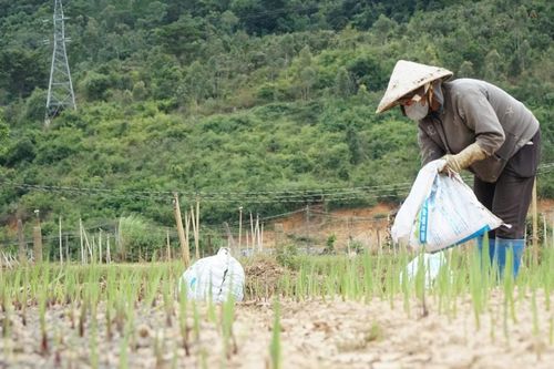 Lay ơn Hiệp Thạnh 'níu' mùa hoa xuân