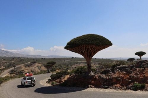 Socotra: Khám phá hòn đảo của những cây huyết rồng bí ẩn