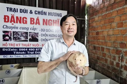 Hiệu quả từ nuôi dúi và chồn hương ở vùng biên