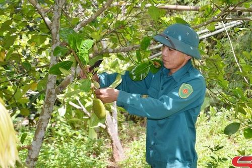 Chiềng Hặc phát triển cây ăn quả