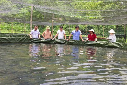 Mô hình nuôi cá tầm mở hướng giảm nghèo ở vùng cao Thần Sa (Thái Nguyên)