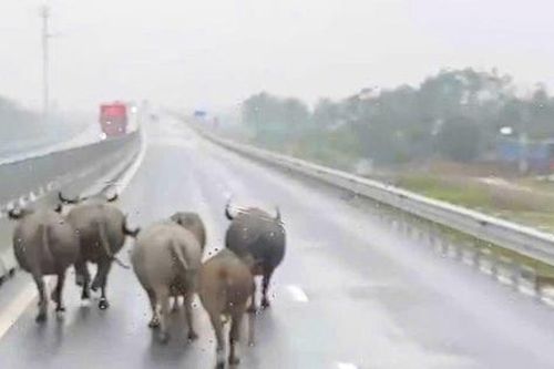 Trâu bò xâm nhập cao tốc Bắc - Nam qua Hà Tĩnh: Giải pháp nào ngăn chặn triệt để?
