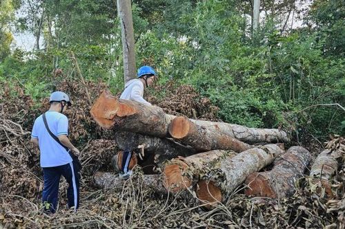 Quản lý, bảo vệ câu kết đốn hạ 42 cây xanh ở Khu văn hóa hồ Nước Ngọt