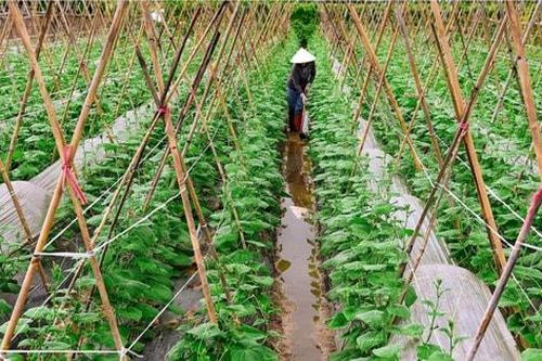 Phúc Thịnh giữ vững thành quả không còn hộ nghèo, nâng cao đời sống người dân