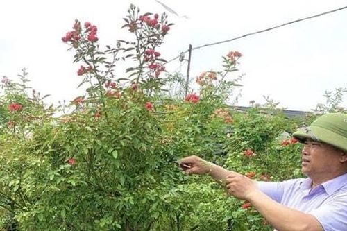 'Cần cù bù thiếu thốn' - ông Phạm Đức Tài đi lên từ hoa, cây cảnh