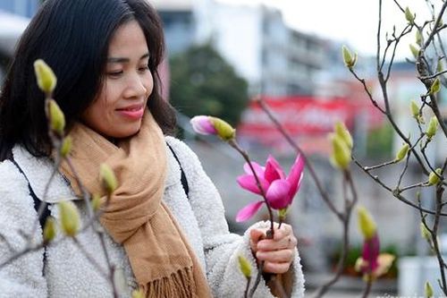 Còn hơn 2 tháng nữa mới Tết, hoa mộc lan nhập khẩu 'đổ bộ' chợ hoa Quảng An, người Hà Nội thích thú săn đón