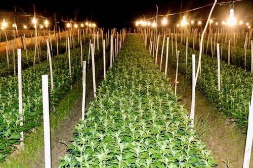Làng hoa lớn nhất Nghệ An chong đèn xuyên đêm bước vào vụ hoa Tết