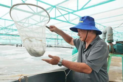 Phát triển nghề biển bền vững: Nuôi trồng thủy sản theo hướng sạch, an toàn