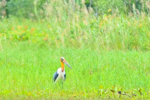 Già đẫy Java bất ngờ xuất hiện sau nhiều năm vắng bóng