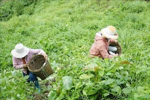 Đa dạng hóa sinh kế góp phần giảm nghèo ở nơi cực Tây Tổ quốc