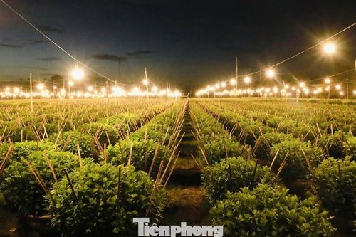 Biến đêm thành ngày ở 'thủ phủ' hoa cúc miền Trung