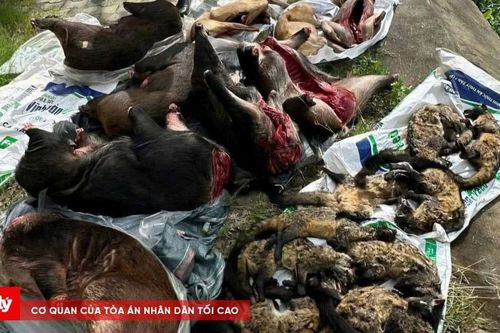 Phát hiện xe khách chở số lượng lớn thịt nghi động vật hoang dã
