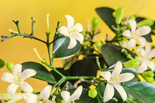 Nguyệt quế - loài cây tỏa hương, mang biểu tượng của thành công